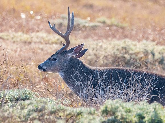 Columbian black-tailed deer
