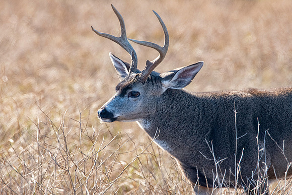 Columbian black-tailed deer