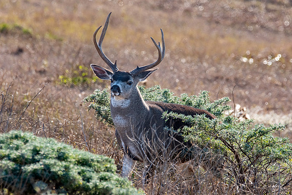 Columbian black-tailed deer