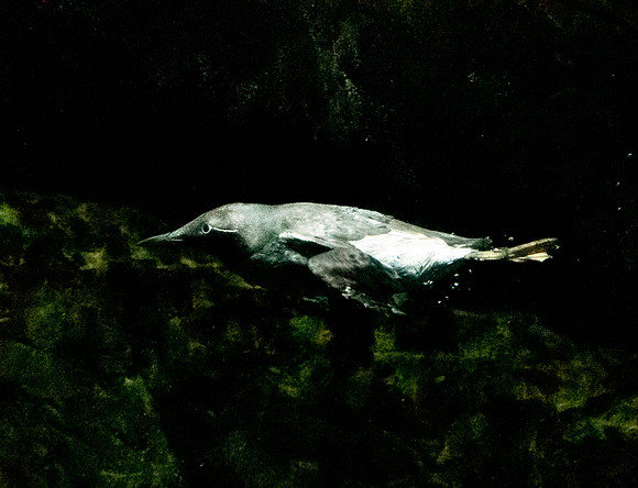 Common murre