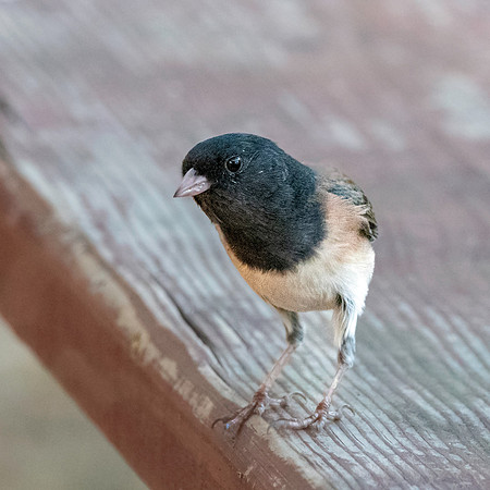 Dark eyed junco