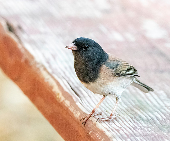 Dark eyed junco
