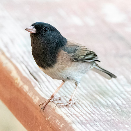 Dark eyed junco