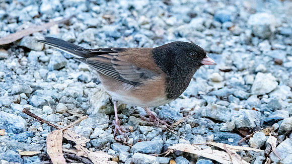 Dark eyed junco