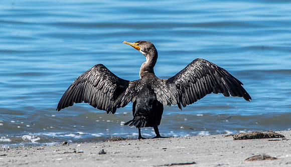 Double crested cormorant