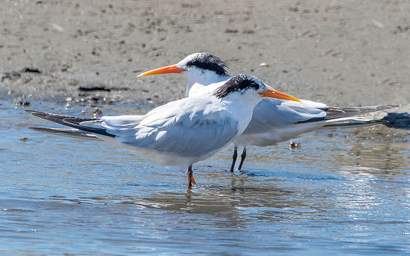 Elegant tern
