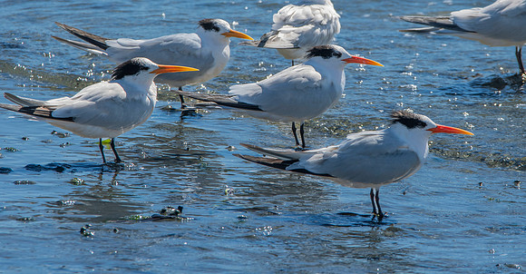 Elegant tern