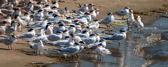 Elegant tern