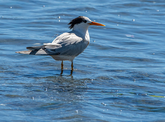 Elegant tern