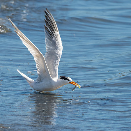 Elegant tern