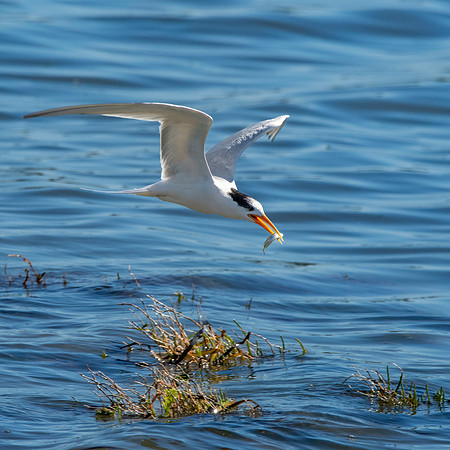 Elegant tern