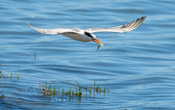 Elegant tern
