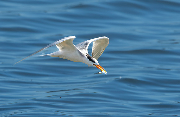Elegant tern