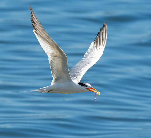 Elegant tern