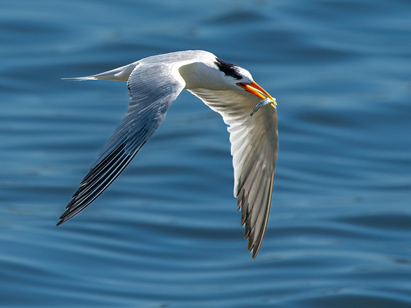 Elegant tern