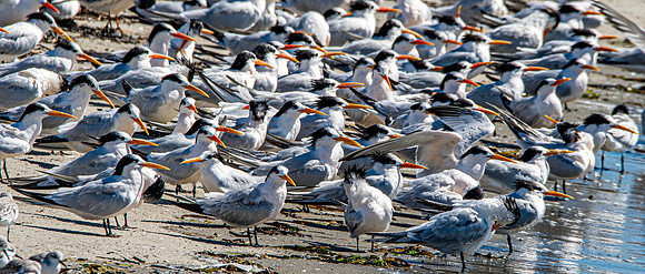 Elegant tern