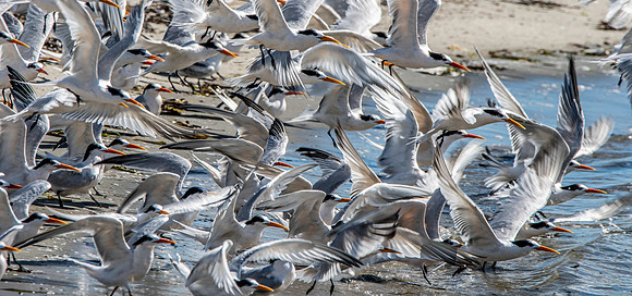 Elegant tern