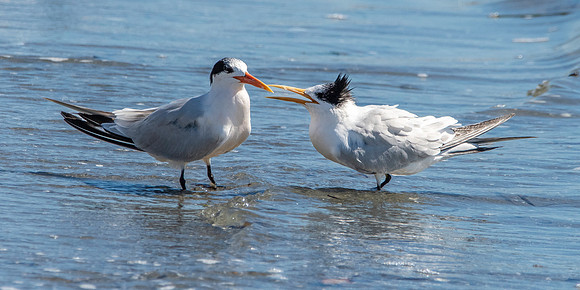 Elegant tern