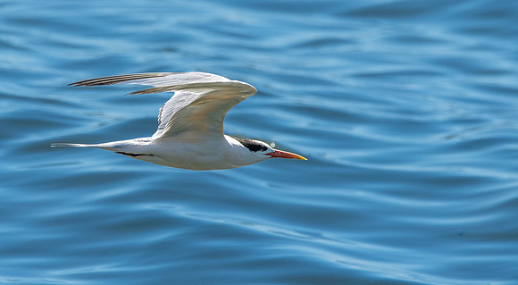 Elegant tern