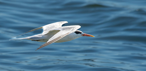 Elegant tern