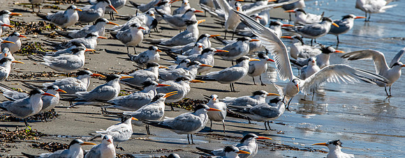 Elegant tern