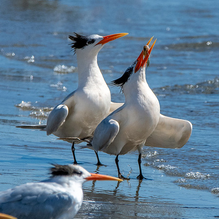 Elegant tern