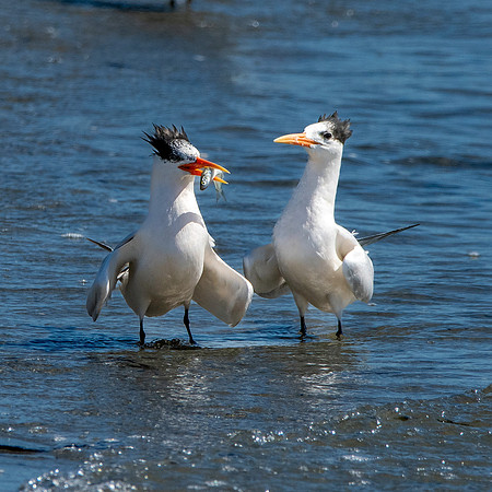 Elegant tern