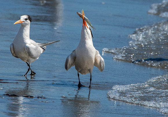 Elegant tern