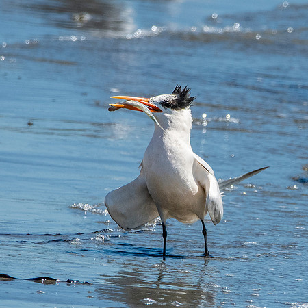 Elegant tern