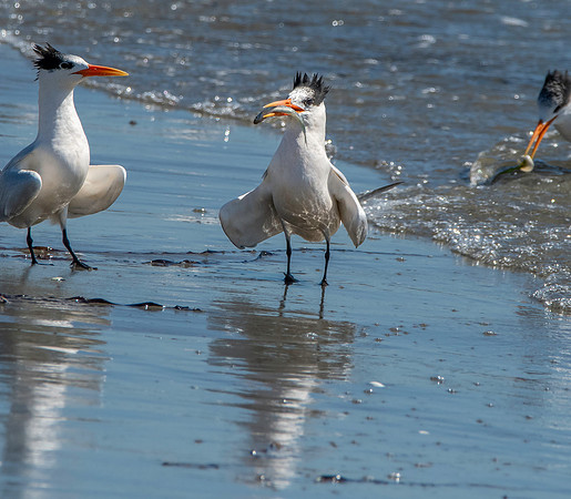 Elegant tern