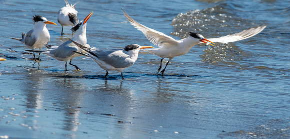 Elegant tern