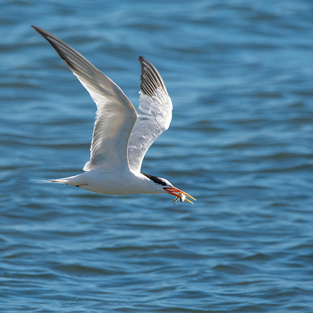Elegant tern