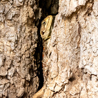 Blue-bellied ridgeback agama