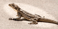 Starred agama