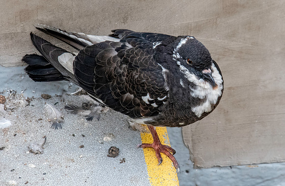 Feral pigeon
