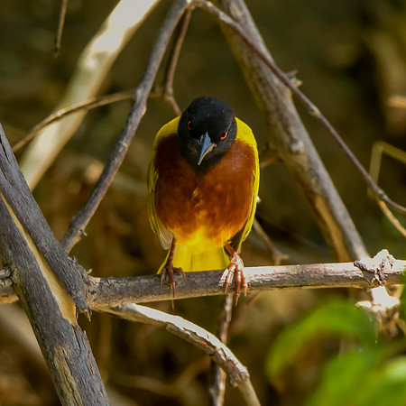 Golden backed weaver