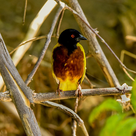 Golden backed weaver
