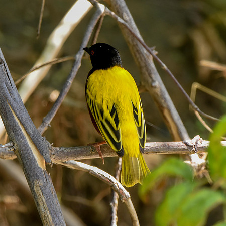 Golden backed weaver