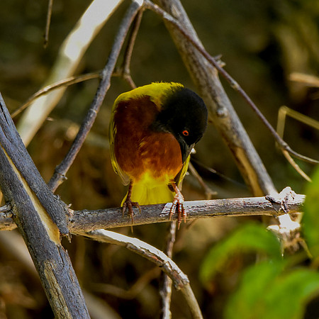 Golden backed weaver