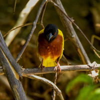 Golden backed weaver
