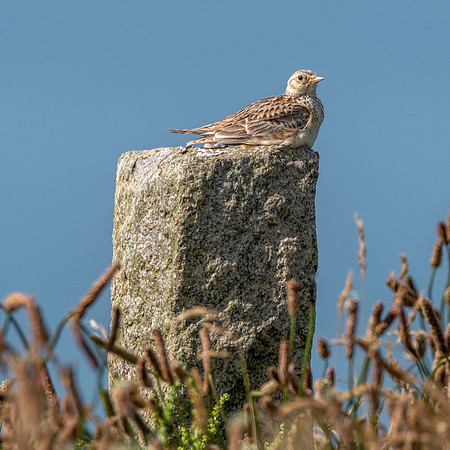 Skylark