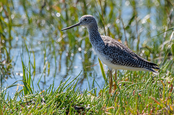 Greater yellow legs