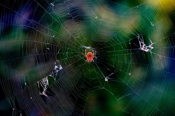 Hentz orbweaver