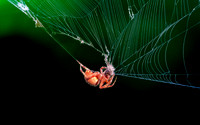 Hentz orbweaver