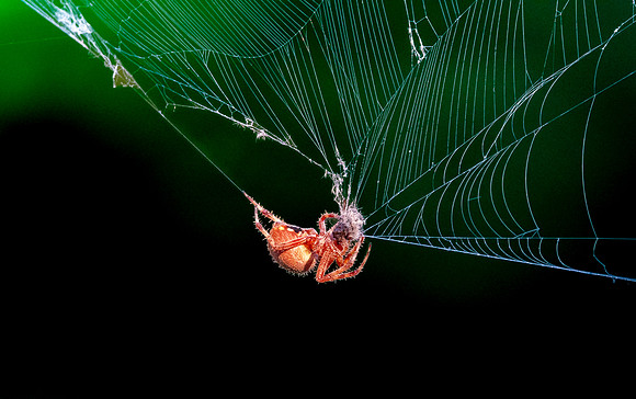 Hentz orbweaver