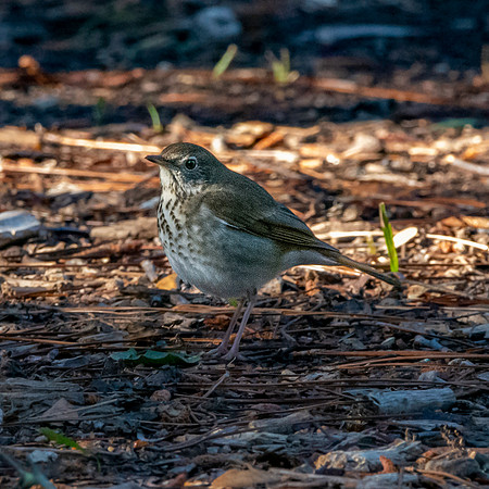 Hermit thrush