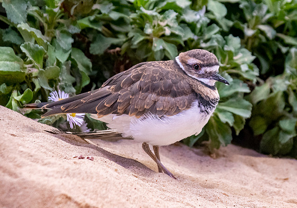 Killdeer