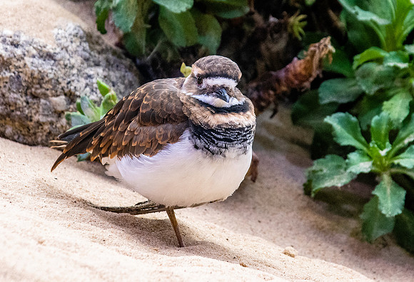Killdeer