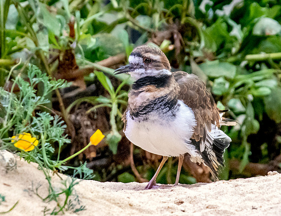 Killdeer