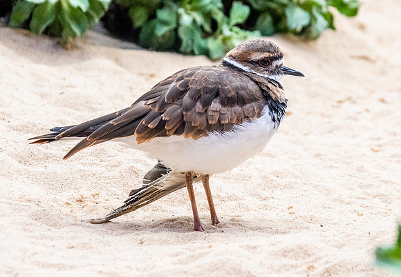 Killdeer